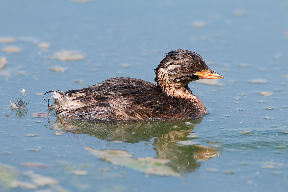 Il terribile tuffetto